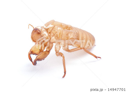 Cicada molt 14947701