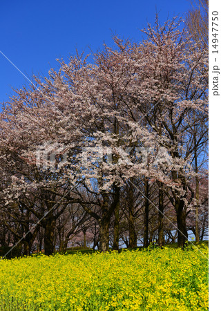 菜の花と桜の上堰潟公園 14947750