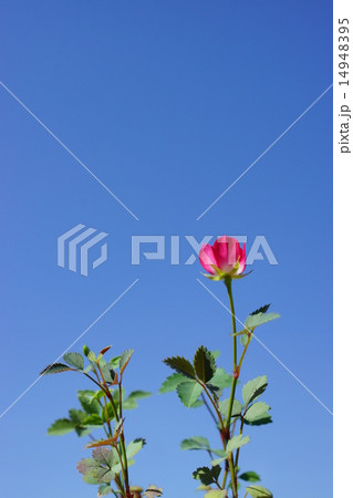 ミニバラ(高尾台) ミニバラ(高尾台) 14948395