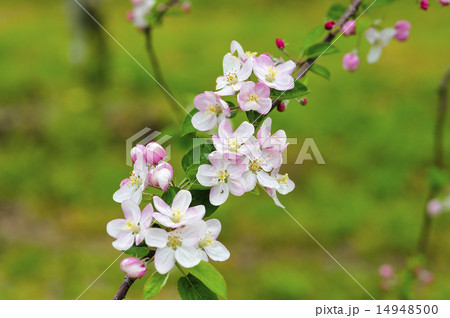 リンゴの花　リンゴ 14948500
