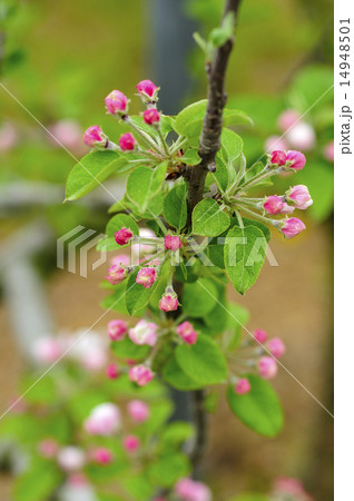リンゴの花 リンゴ リンゴの花 リンゴ 14948501