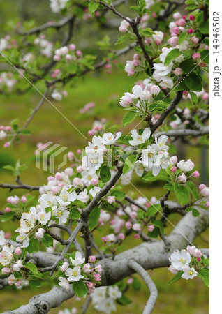 リンゴの花　リンゴ 14948502