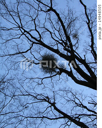 ヤドリギ 14948505