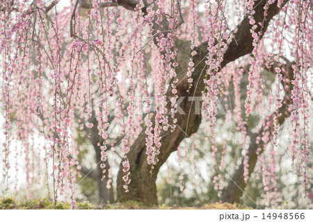 しだれ梅 しだれ梅 14948566