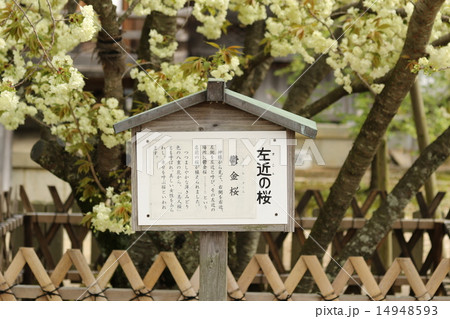 うこん桜 うこん桜 14948593