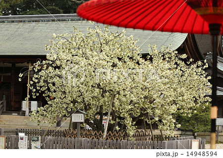 うこん桜 うこん桜 14948594