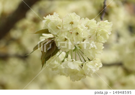 うこん桜 うこん桜 14948595