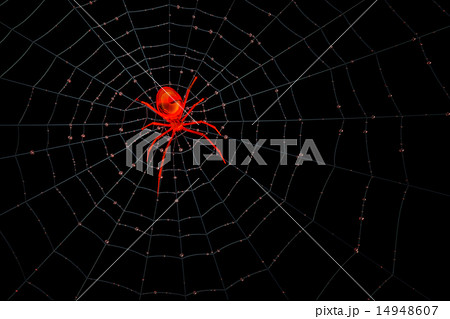 赤い透明な蜘蛛のイラスト素材