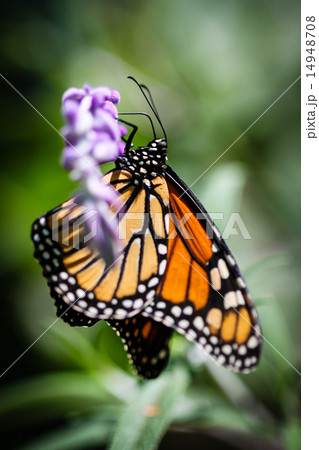 Monarch Danaus Plexippus Monarch Danaus Plexippus 14948708