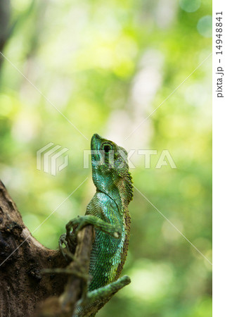 キノボリトカゲ・沖縄の生物 14948841