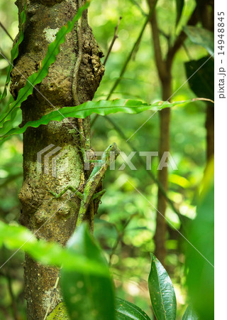 キノボリトカゲ・沖縄の生物 14948845
