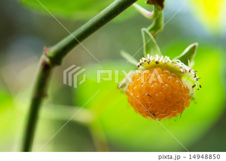 やんばるの植物・リュウキュウイチゴ やんばるの植物・リュウキュウイチゴ 14948850