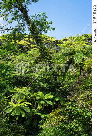 やんばるの森林 14948855