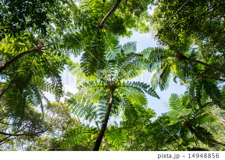 やんばるの森林・ヒカゲヘゴ やんばるの森林・ヒカゲヘゴ 14948856