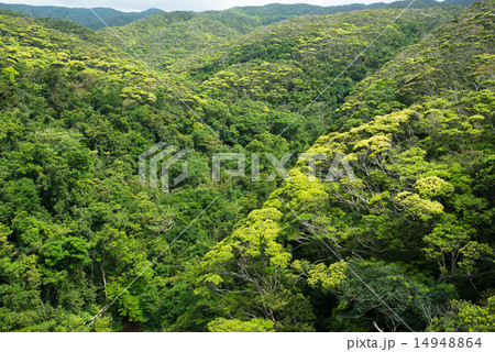 沖縄の風景・新緑のヤンバル 14948864