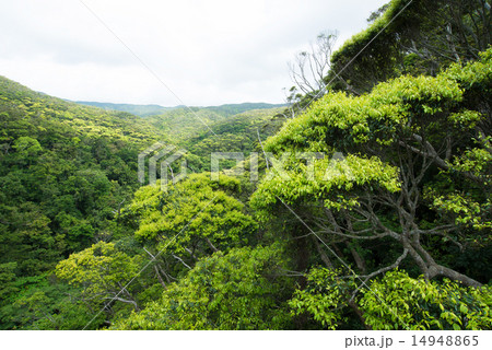 沖縄の風景・新緑のヤンバル 沖縄の風景・新緑のヤンバル 14948865