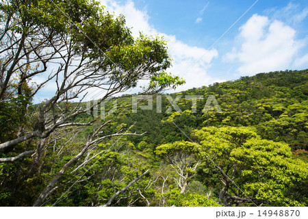 沖縄の風景・新緑のヤンバル 14948870