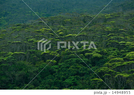 沖縄の風景・新緑のヤンバル 沖縄の風景・新緑のヤンバル 14948955
