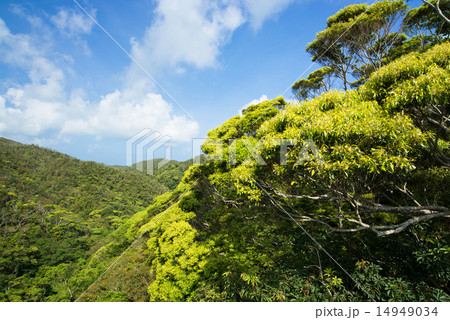 沖縄の風景・新緑のヤンバル 14949034
