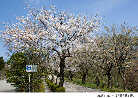 森林公園の桜 14949396