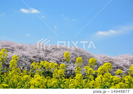 幸手権現堂桜堤の菜の花畑と桜並木 幸手権現堂桜堤の菜の花畑と桜並木 14949877