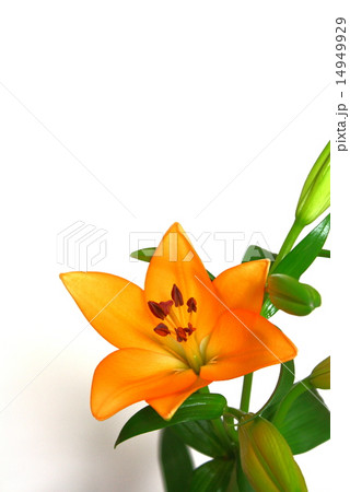 スカシユリ スカシユリ 14949929