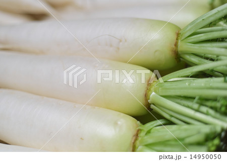 春大根 14950050
