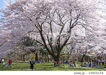 都立小金井公園の桜 西口の桜の園 の写真素材