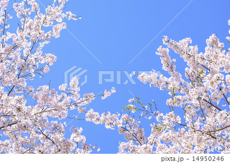 サクラの花 サクラ 青空 サクラの花 サクラ 青空 14950246