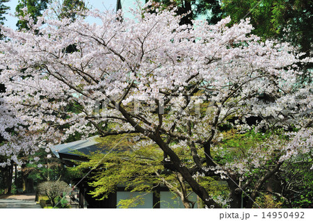 華やいだ古刹(鎌倉 円覚寺 法堂跡の桜の大木) 華やいだ古刹(鎌倉 円覚寺 法堂跡の桜の大木) 14950492