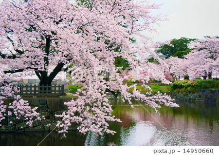 城の桜 14950660
