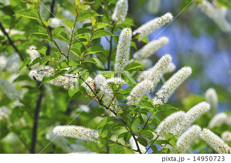 ウワズミザクラ　上澄桜　上溝桜 14950723