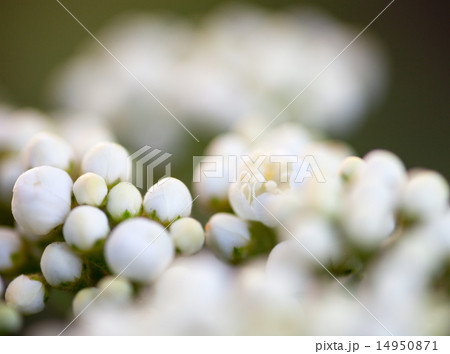 Tiny buds of rowan white flowers 14950871