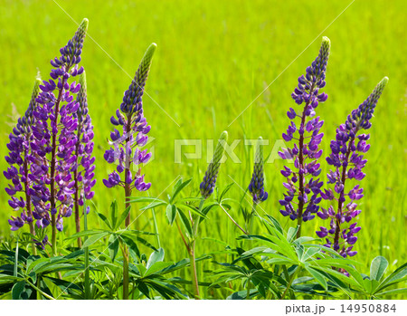 Lupin flowers (Lupinus) 14950884