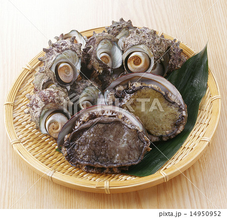 アワビとサザエ 14950952