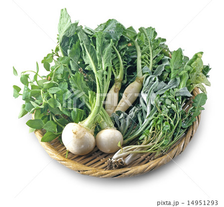 春の七草 14951293