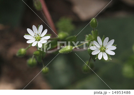 コハコベ コハコベ 14953486