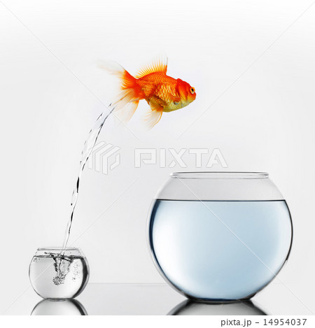 Gold fish jumping to big fishbowl Gold fish jumping to big fishbowl 14954037