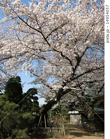 野田市の金乗院にある劫初の桜 14954057