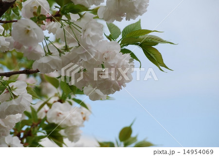 青空と白い八重桜 14954069