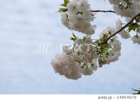 青空と白い八重桜 青空と白い八重桜 14954070