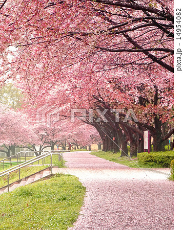 桜道の写真素材