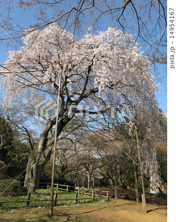 野田市の清水公園に咲くシダレザクラ 野田市の清水公園に咲くシダレザクラ 14954167