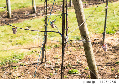Growing apples in the orchard 14954256