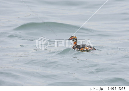 ミミカイツブリ 14954363