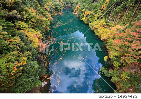 鳩ノ巣の色づき 14954435