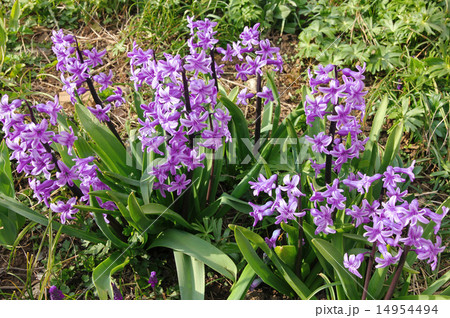 Purple hyacinths (hyacinthus) Purple hyacinths (hyacinthus) 14954494
