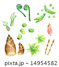 山菜　旬の野菜たち 14954582
