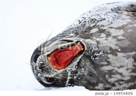 Screaming Seal 14954809