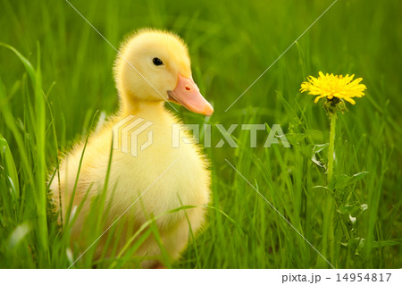 Little duckling Little duckling 14954817